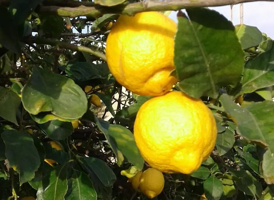Lumie Di Sicilia-1