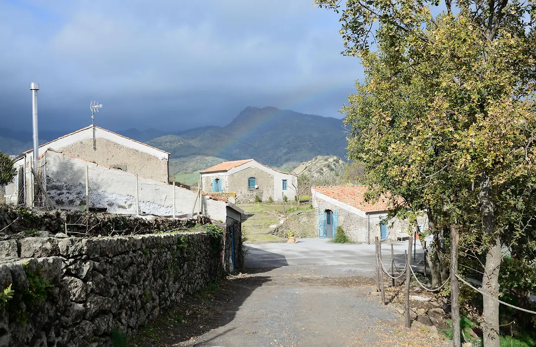 Il Tanaceto-1