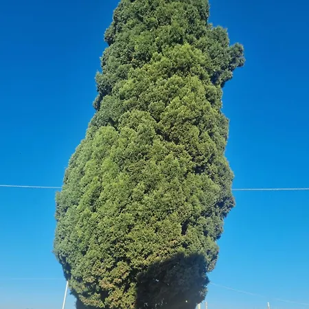 L'Albero bello Holiday-2